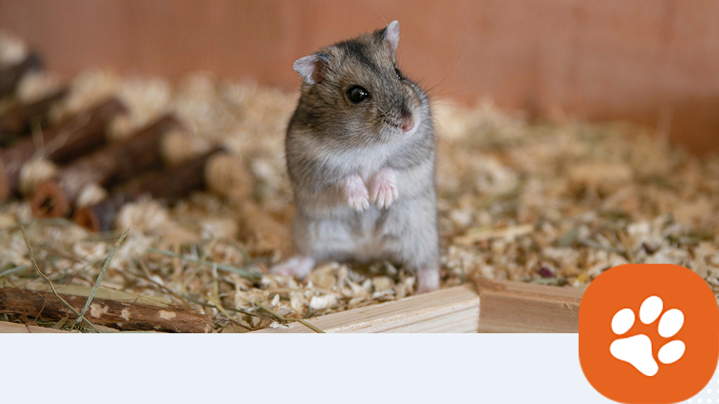 Imagen de un hamster