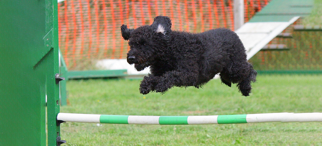 Imagen servicio adiestramiento para tu mascota